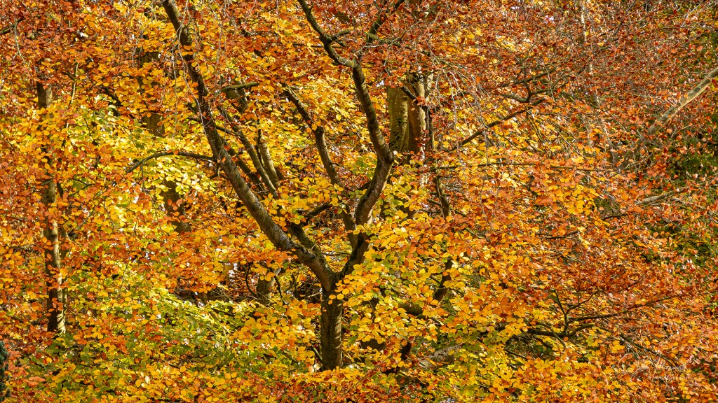 woodland scene with autumn leaves