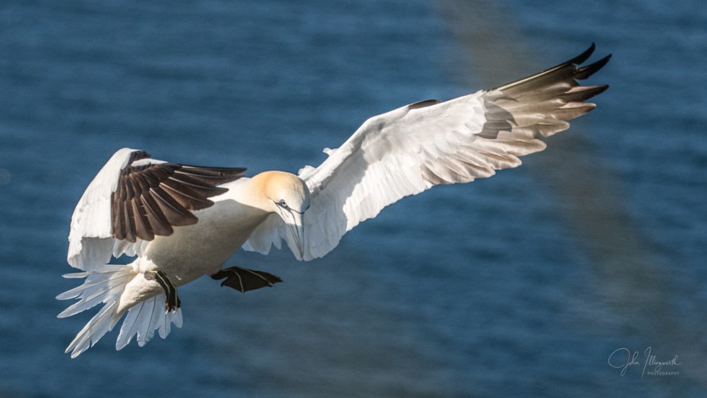 Gannet flying with wings outstretched