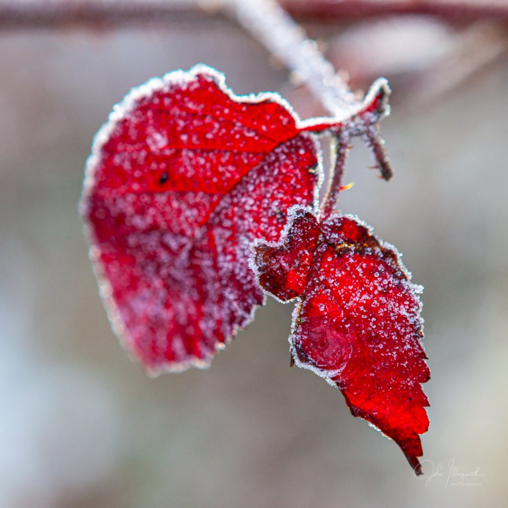 close up of red leaves covered in frost 