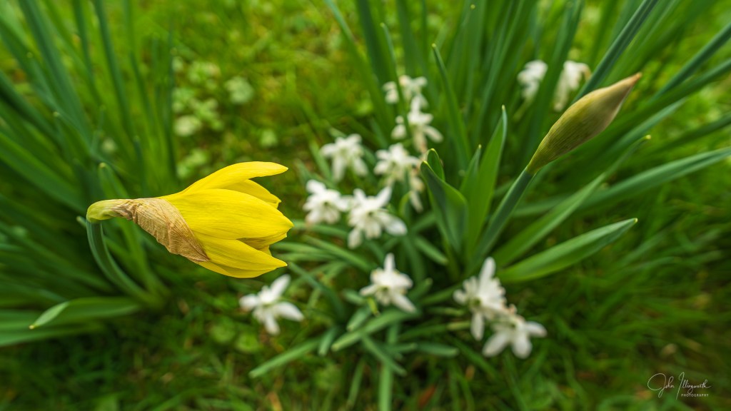 Daffodil bud starting to open, with snowdrops in the background.