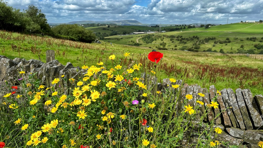 Wild flowers growing by a dry stone wall.