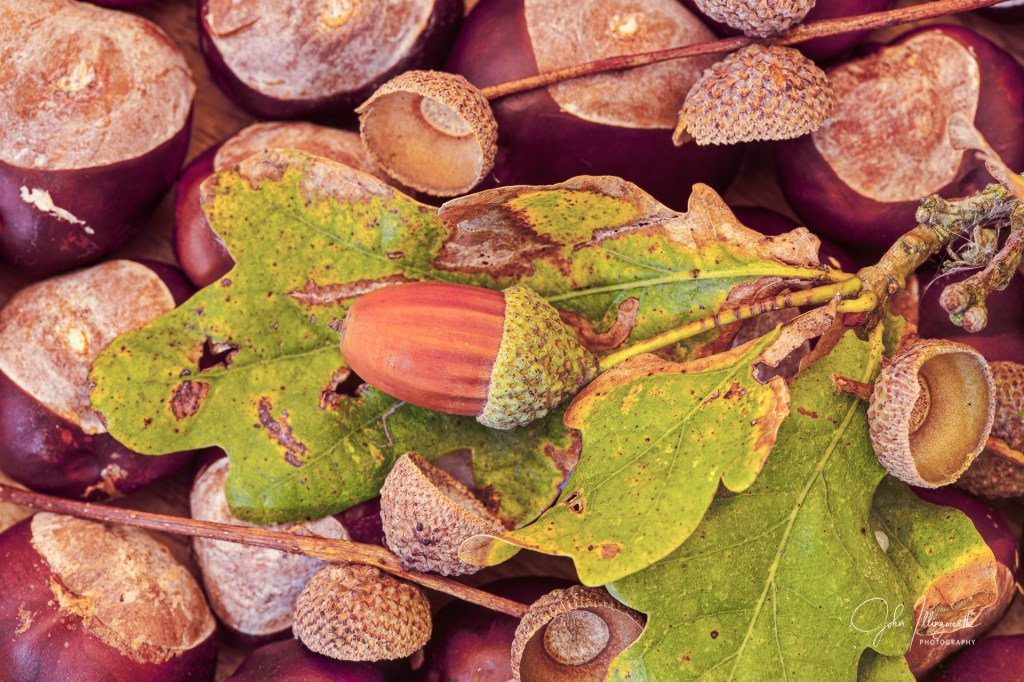 An acorn laying on top of autumn leaves